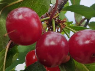 Meteor Corai and Erdi Bortemo varieties, harvested at the
