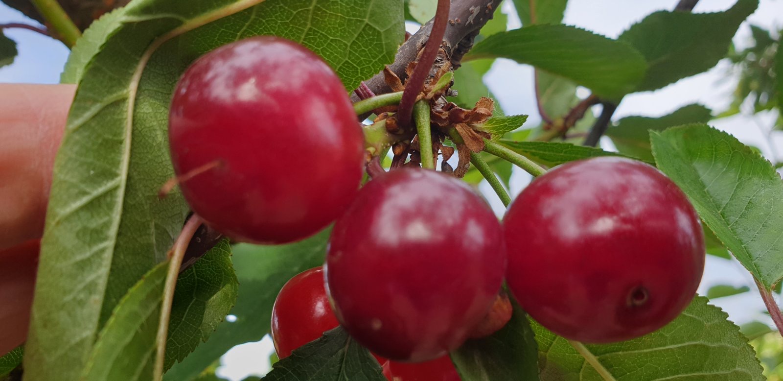 Meteor Corai and Erdi Bortemo varieties, harvested at the end of June, after June 15