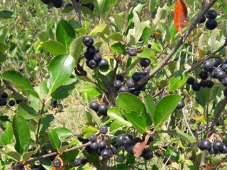 Ecologically certified chokeberry fruits, production 2021. Harvest in early