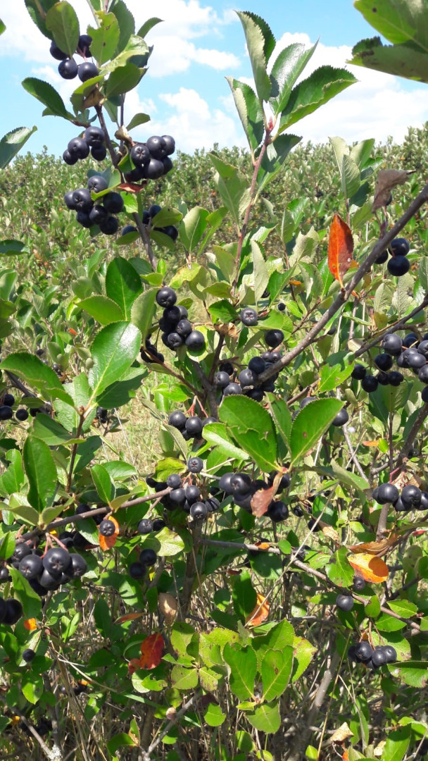 Ecologically certified chokeberry fruits, production 2021
