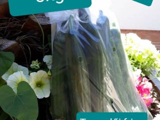 Fresh, producer snake cucumbers for sale in small and