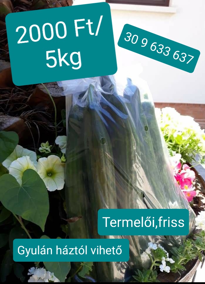 Fresh, producer snake cucumbers for sale in small and large batches in Gyula