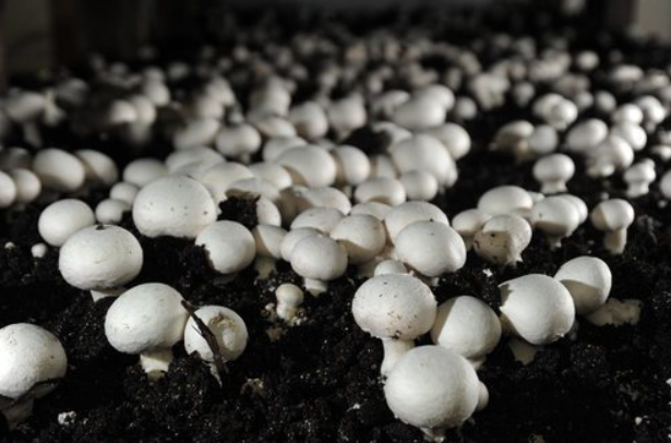 With a long tradition and excellent quality, we transport mushrooms to Austria and the EU