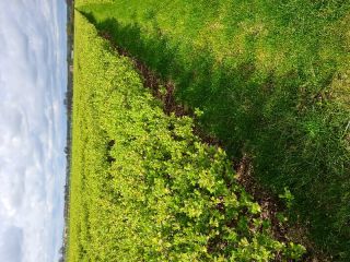 Kamchatka berry seedlings. Polish and Canadian varieties. Canadian Honey