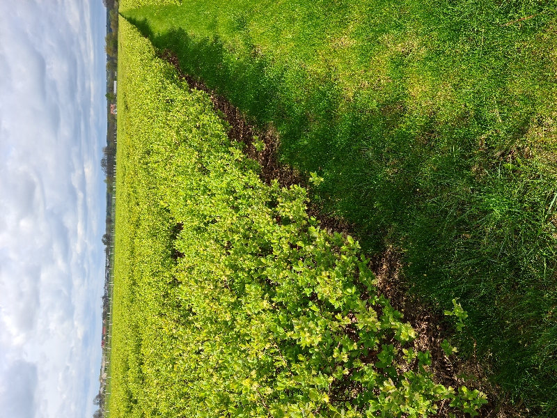 Kamchatka berry seedlings