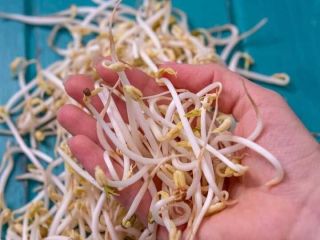 We are Romanian producers of mung bean sprouts. For