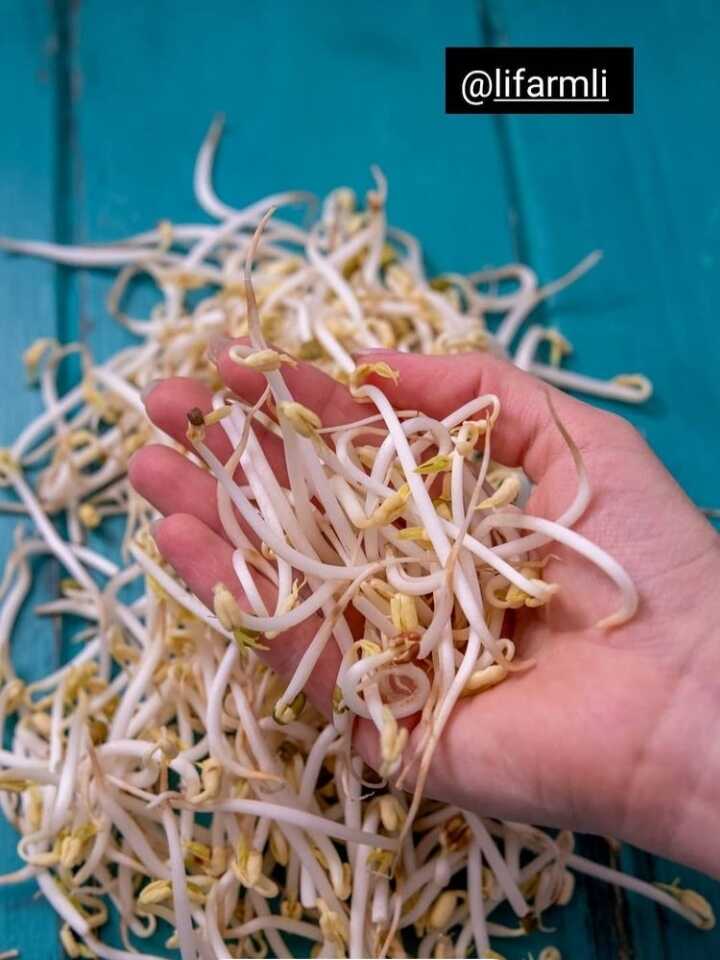 We are Romanian producers of mung bean sprouts