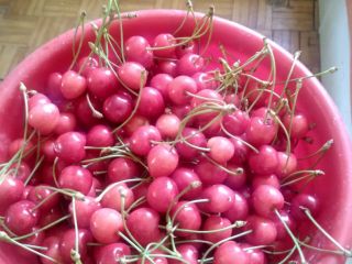 I invite you to buy cherries, the May variety.