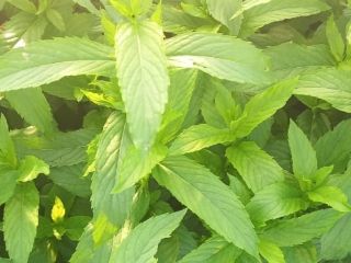 Persistent odor even a week after harvest.