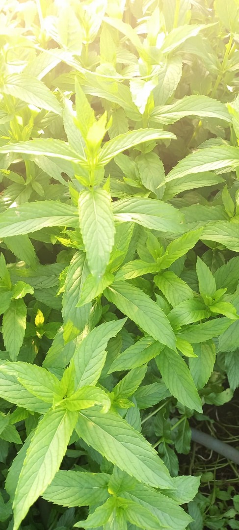 Persistent odor even a week after harvest