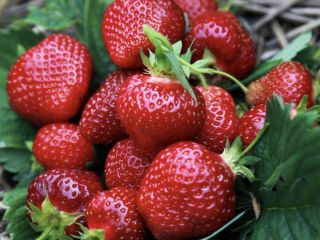 I will sell Honeoye strawberries and other varieties, straight