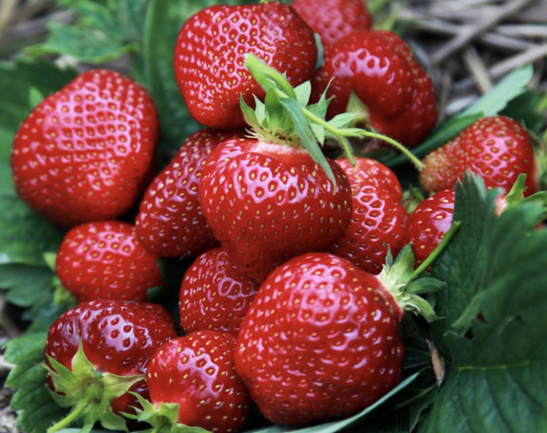 I will sell Honeoye strawberries and other varieties, straight from the field