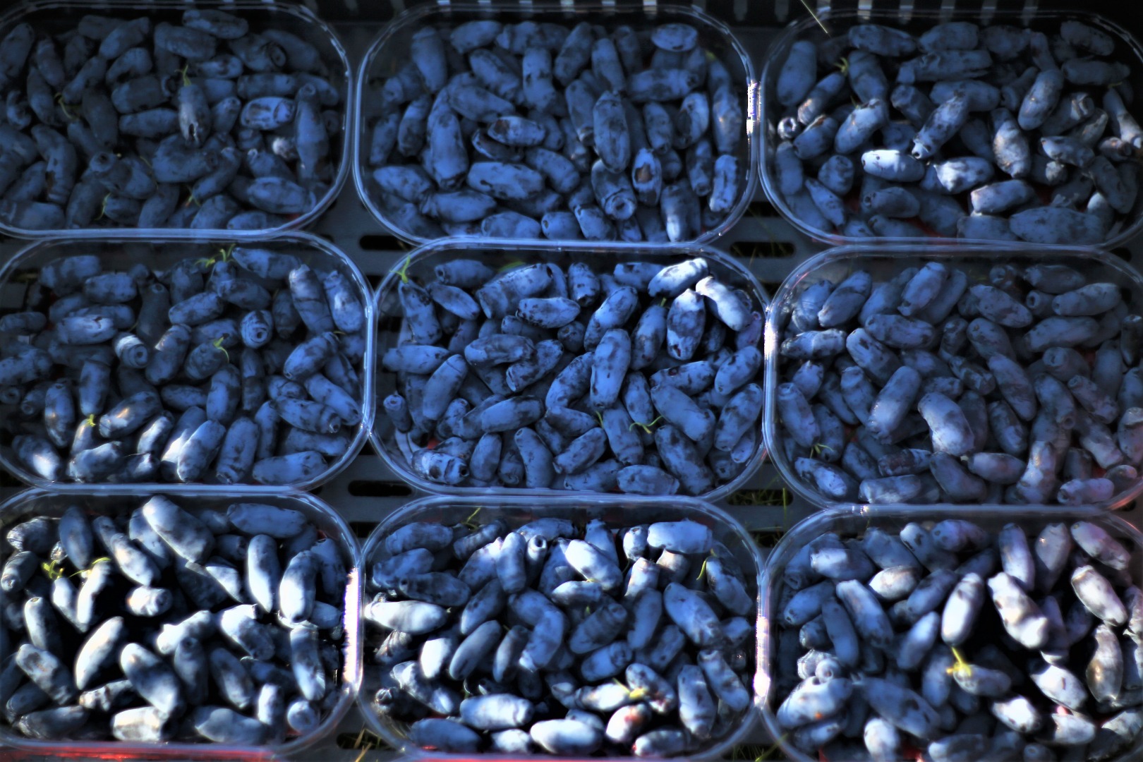 Kamchatka berry harvest in the 2021 season - varieties: Aurora, Wojtek, Honeybee
