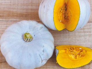 Variety of squash: Cucurbita maxima