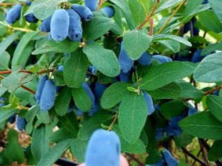 I will sell Kamchatka Berry fruits from my own