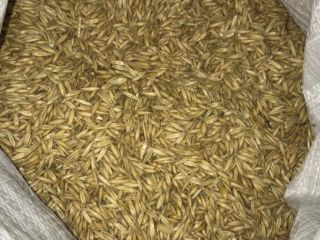 I buy oats any quantity cm, quality A from