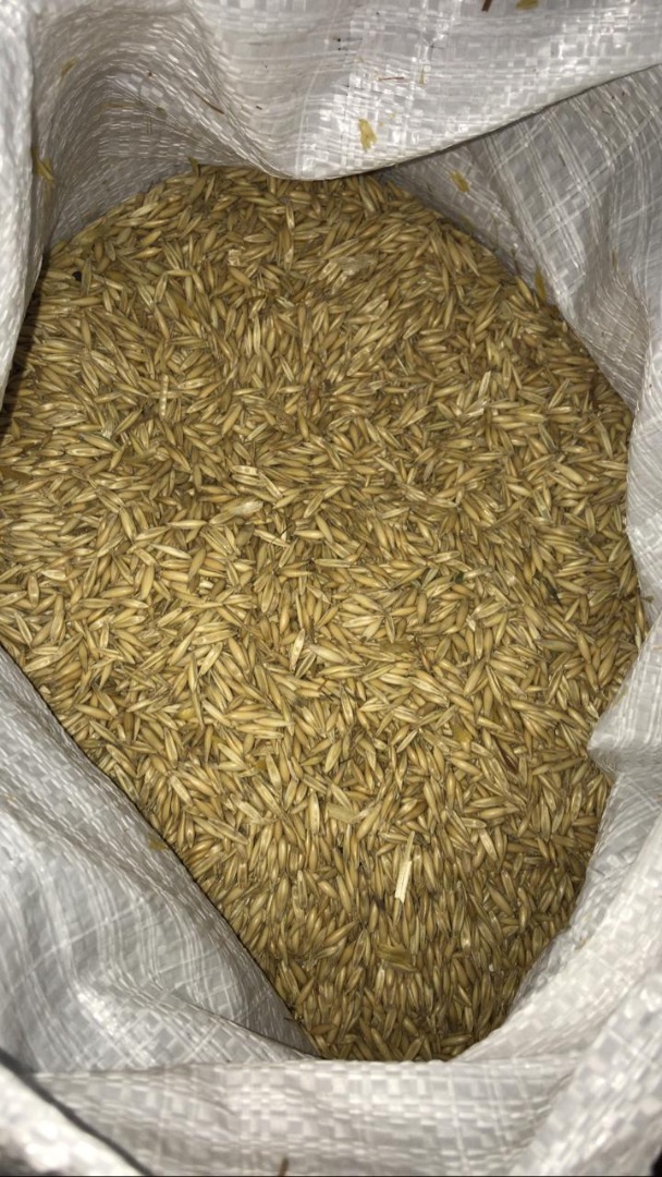 I buy oats any quantity cm, quality A from all countries (ptodus 2021)