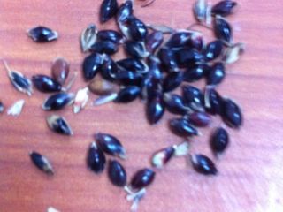 I buy Sudan grass any quantity, Good quality from