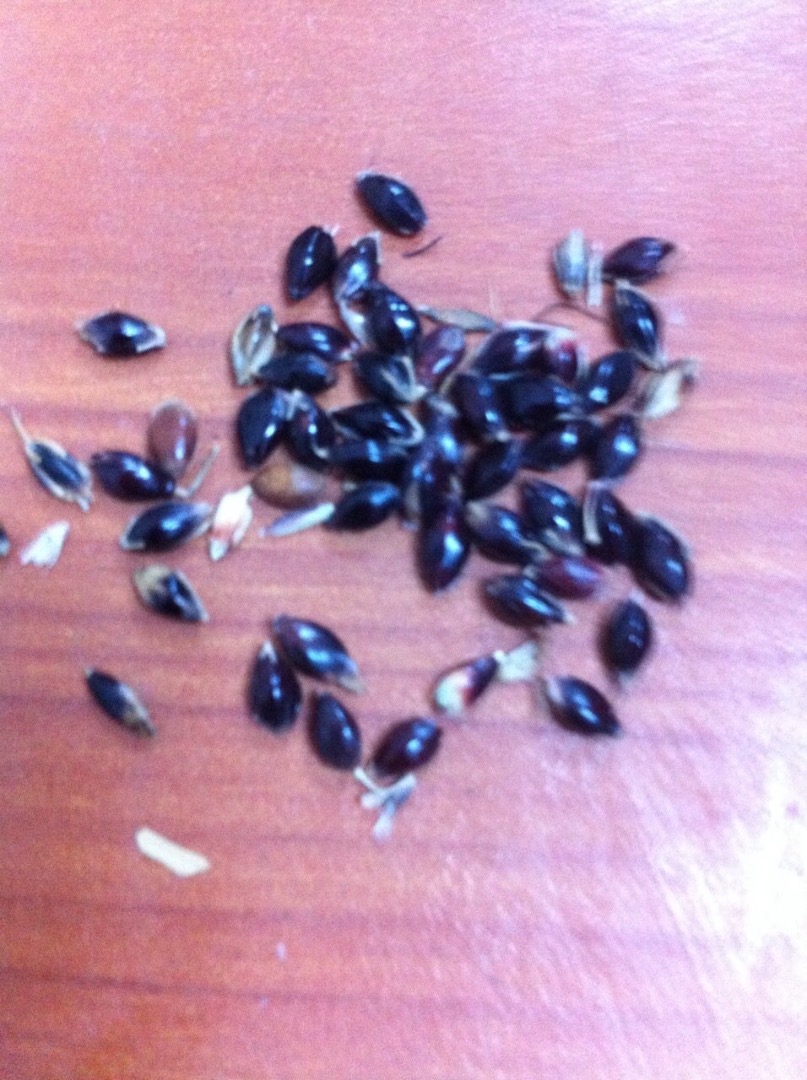 I buy Sudan grass any quantity, Good quality from all over the country