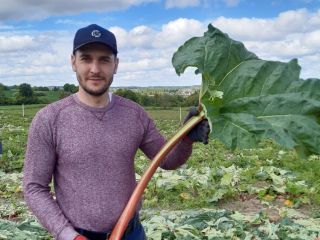 Raspberry rhubarb for sale