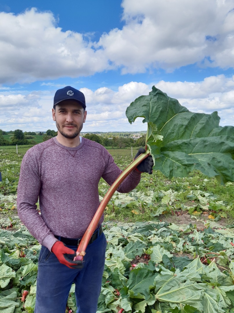 Raspberry rhubarb for sale