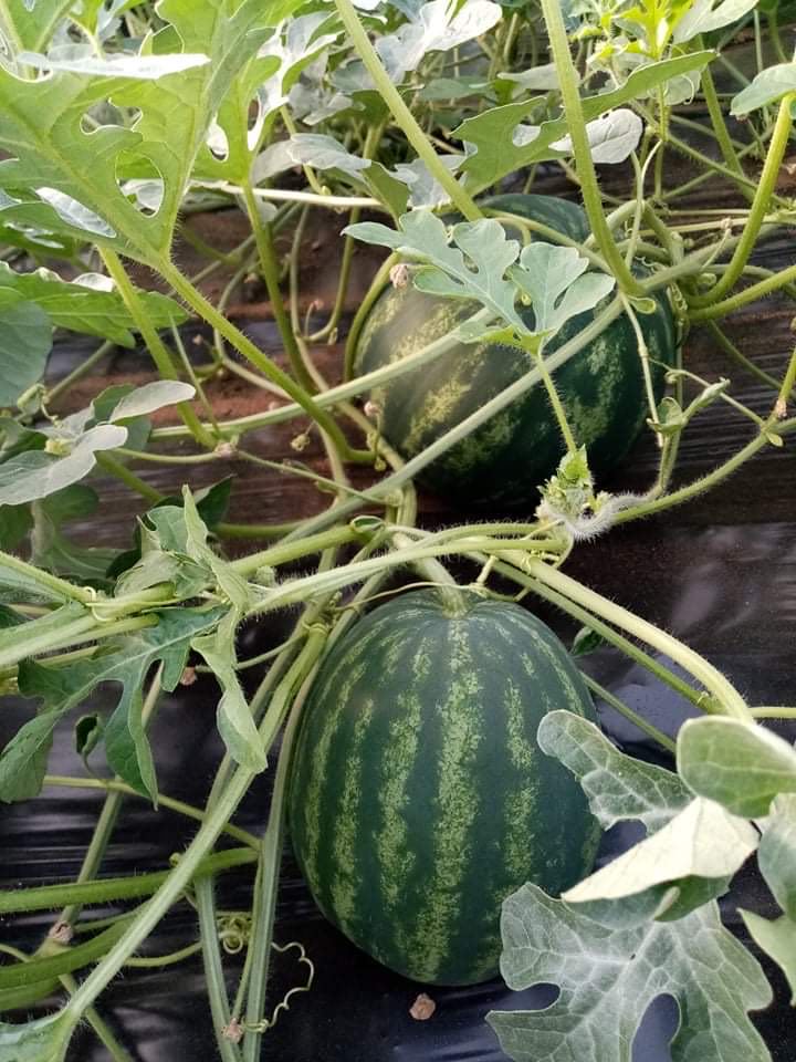 In the second half of June, freshly harvested honey watermelons are ordered from sunny Macedonia directly from the producer with an average delivery time of
