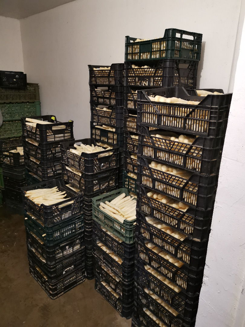 I will sell white asparagus in bulk