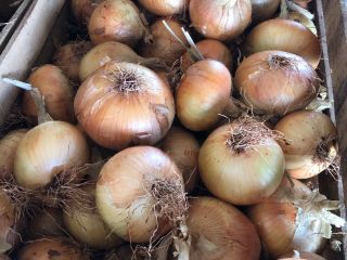 White onion from Greece! 500 tons