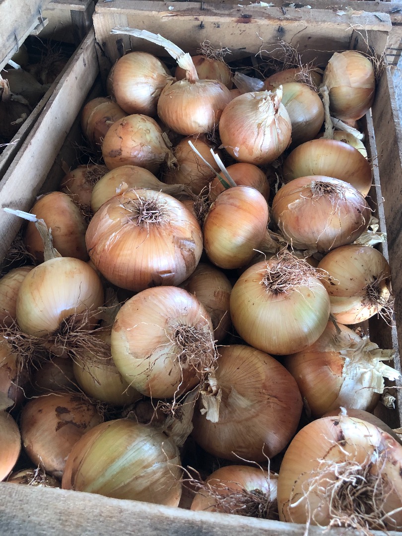 White onion from Greece! 500 tons