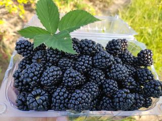 Hello, Agricultural Producer from Greaca Municipality, Giurgiu County (40