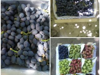 Juicy fruits; Fleshy vegetables; Legume and Dried products rich