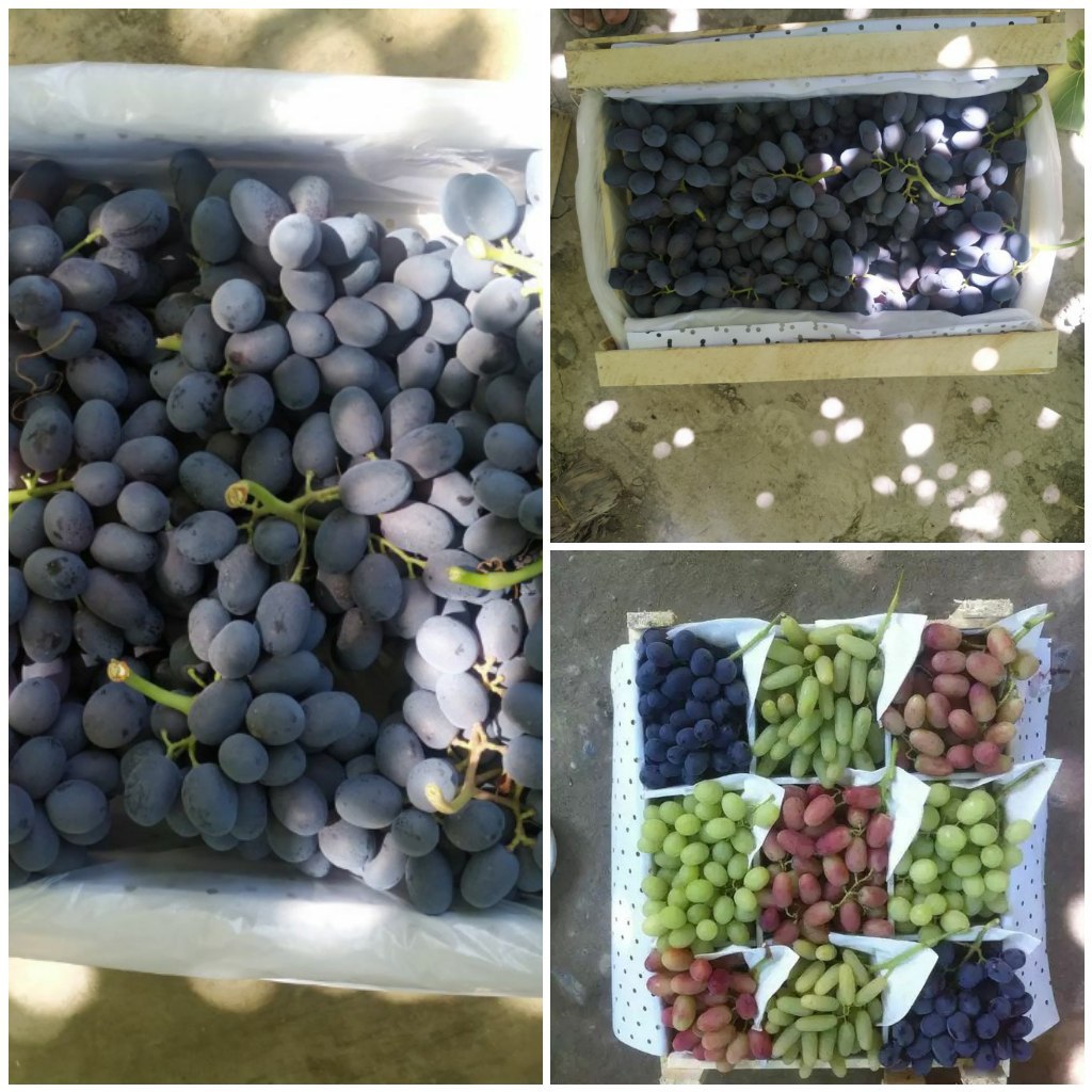 Juicy fruits; Fleshy vegetables; Legume and Dried products rich in vitamins, proteins and all other nutrients; Plump melon and Sweet honey products