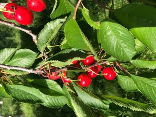 We sell top quality, tasteful cherries "Boamba de Cotnari"
