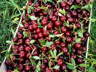 Cherry of Serbian origin, caliber 24+, contact Whatsapp, Viber