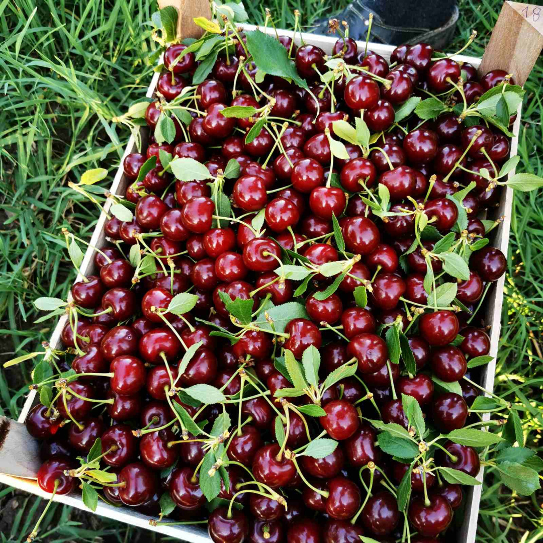 Cherry of Serbian origin, caliber 24+, contact Whatsapp, Viber