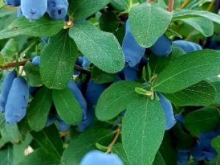 I will sell a Kamaczacka blueberry, combine harvesting planned