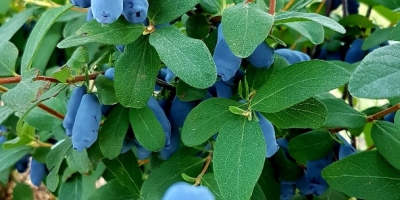 I will sell a Kamaczacka blueberry, combine harvesting planned for the next weekend