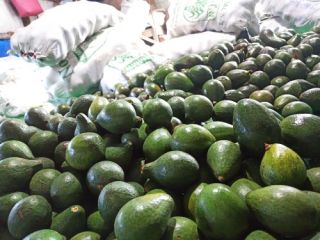 Hello, I have Avocado Hass for sale in bulk.