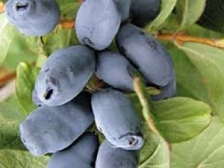 Kamchatka berry Estimated harvest date: 20/06/2021. Free delivery from