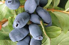 Kamchatka berry Estimated harvest date: 20/06/2021