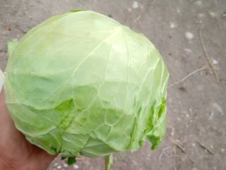 Romanian cabbage Name cabbage dellibal