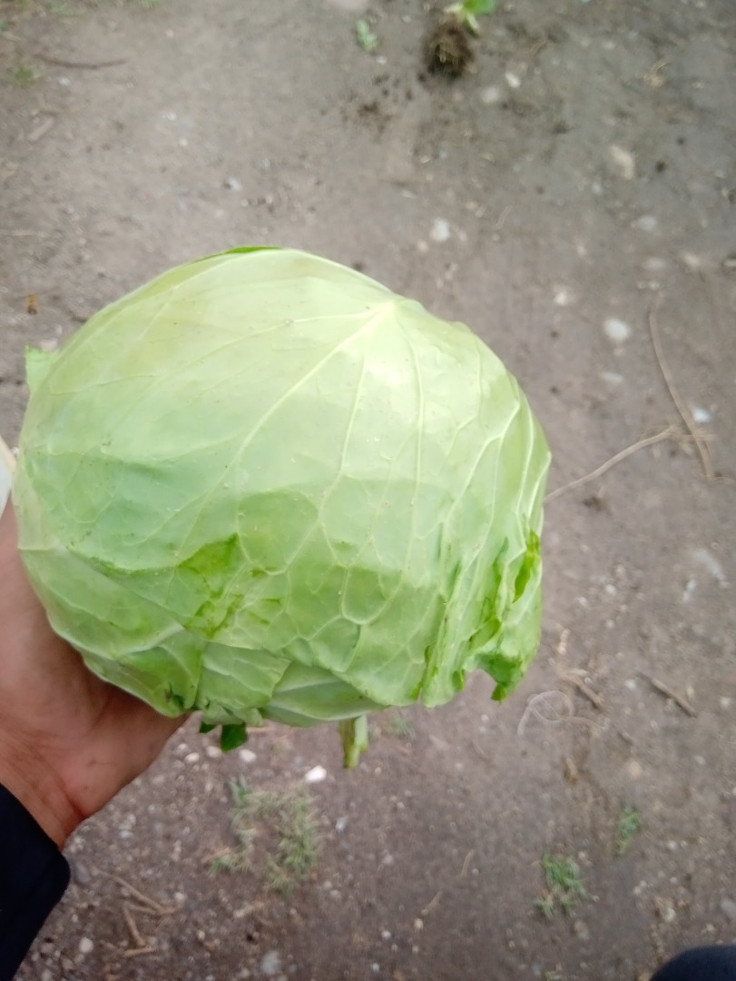 Romanian cabbage Name cabbage dellibal