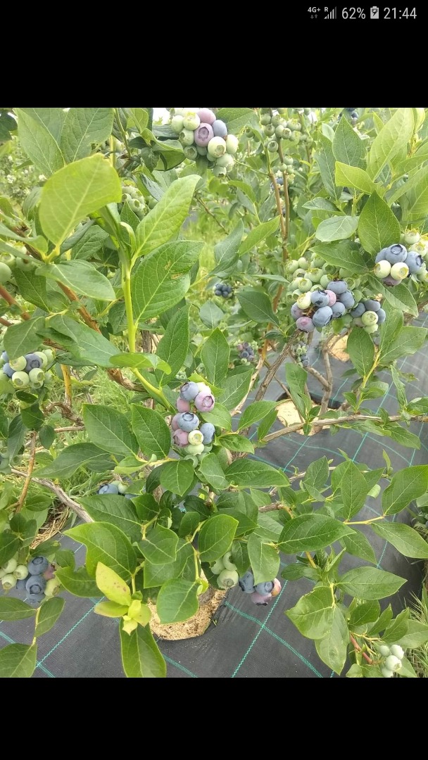 We regularly buy fresh blueberries at market prices