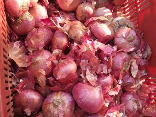 Good quality Onion
