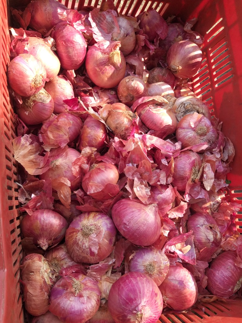 Good quality Onion