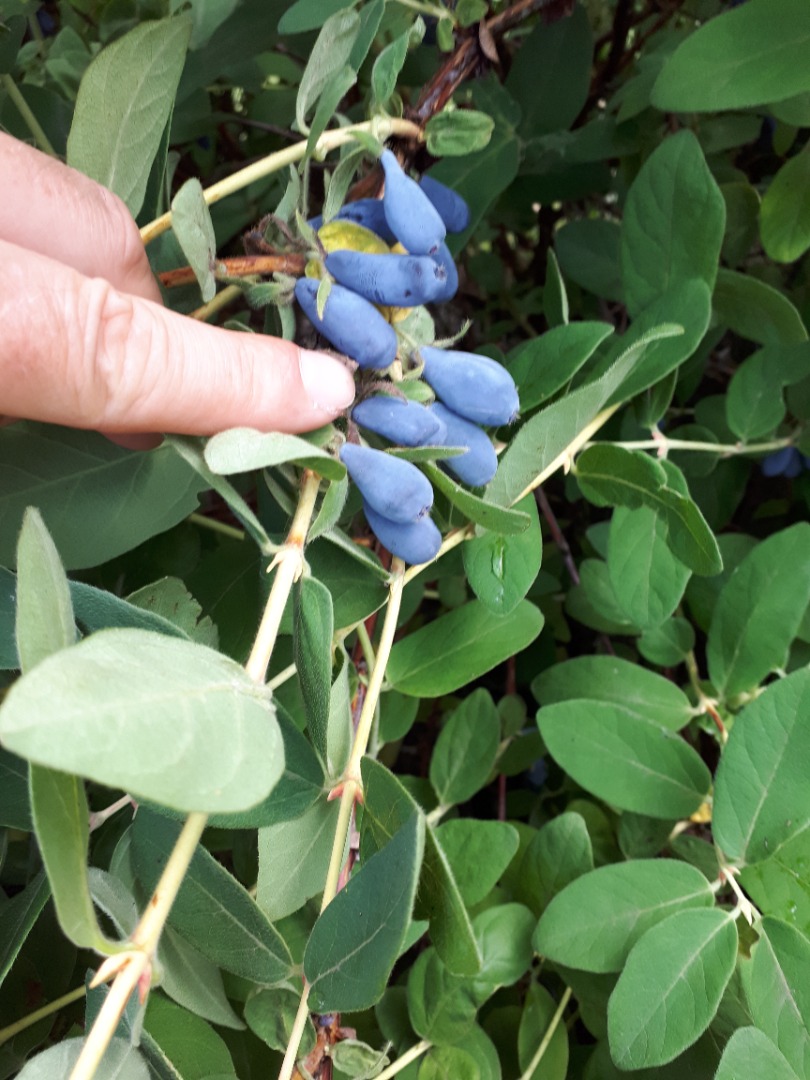 The fruits of the Kamchatka berry