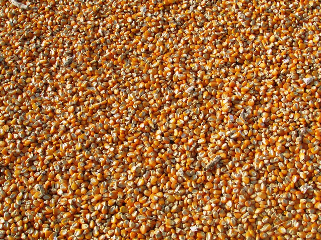 I sell feed corn in bulk from the manufacturer