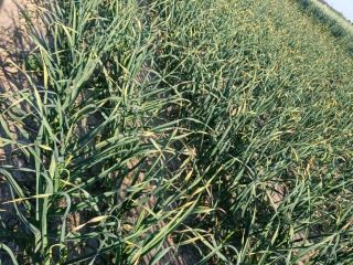 Hello. I am offering Harnaś garlic in the area