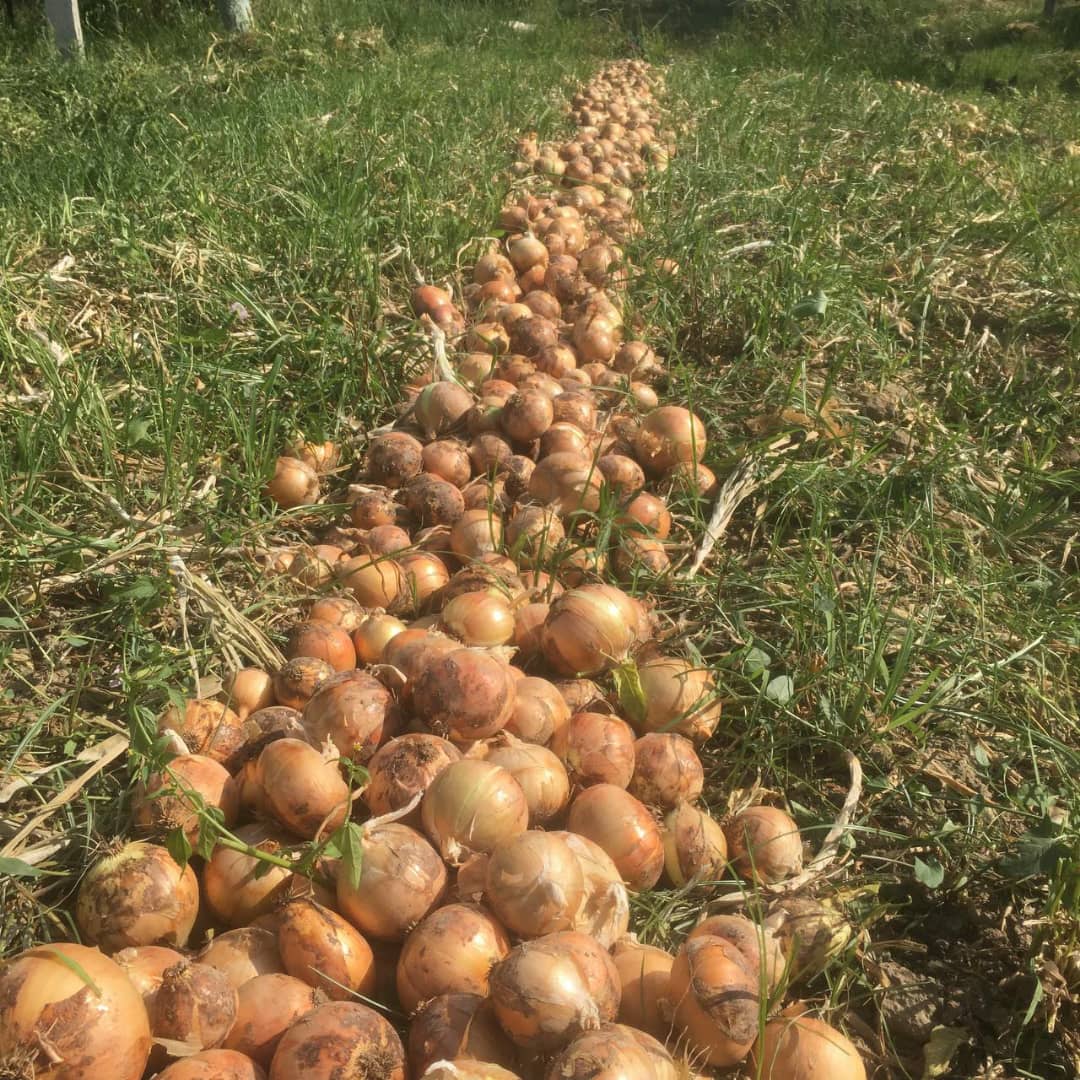 Cebula tegoroczna z Uzbekistanu! Nasza firma zajmuje się importem cebuli z Uzbekistanu