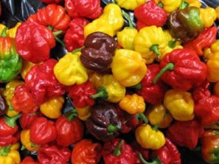 Habanero chilis are very hot, rated 100,000–350,000 on the